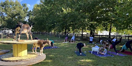 Goat Yoga @ Fox Hideaway Farm  primärbild
