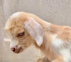 Baby Goat Bottle Feeding & Snuggle primary image