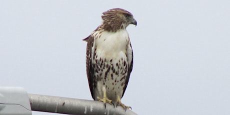 NYC Raptors: All about Birds of Prey