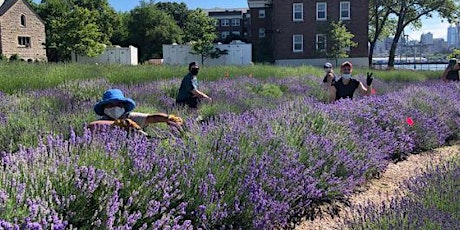 2023  NYC Lavender Festival : Harvest Your Own Lavender Bouquet