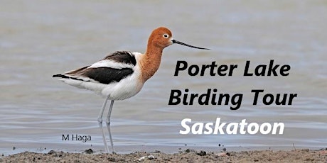 Porter Lake Birdwatching Tour