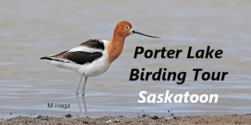 Porter Lake Birdwatching Tour primary image