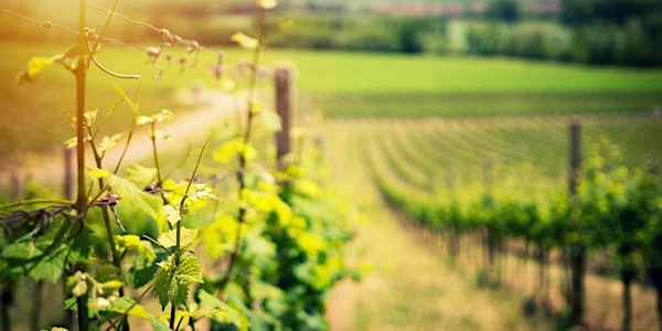 Wein und Klimawandel - Eine informative Weinprobe