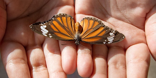 Love Takes Flight: Memorial Butterfly Release 2024 primary image