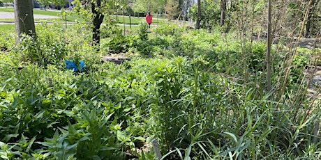Tour of Champlain Park's Pollinator Gardens and Demonstration Forests