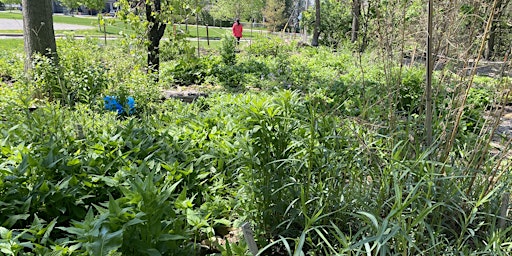 Tour of Champlain Park's Pollinator Gardens and Demonstration Forests primary image