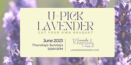 Blooming Lavender U-Pick