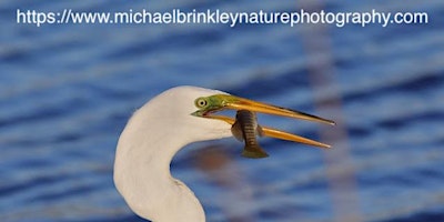 Primaire afbeelding van 2024 Norwalk Harbor Bird Watching Tour