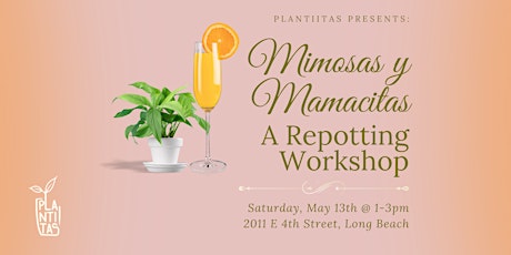 Mimosas y Mamacitas: A Repotting Workshop