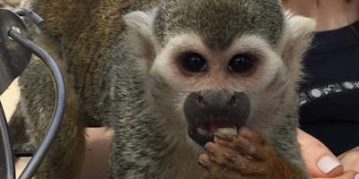 Animal Tracks Monkey Experience