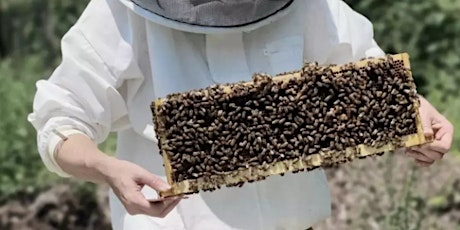 All About Bees: Honey Tasting & Hive Tour with Laith Nichols