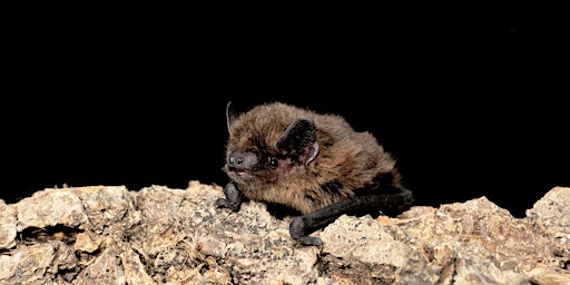 Spring Bat Walk primary image