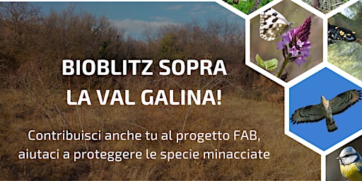 Immagine principale di Bioblitz sopra la Val Galina! 