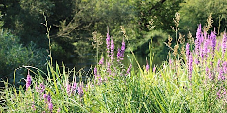 Local Volunteers Event: Wildlife Walk at St Cross Meadows, Winchester