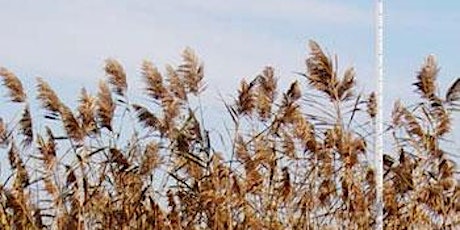 Phragmites: Everything You Wanted to Know but Were Afraid to Ask