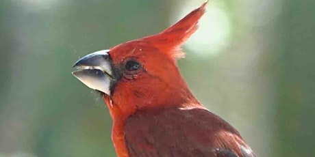 Birding the Santa Marta Region of Colombia  primärbild