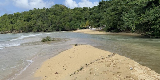 Imagem principal de A Jamaican Estuary Listening Experience (SOUND SCENE 2023)