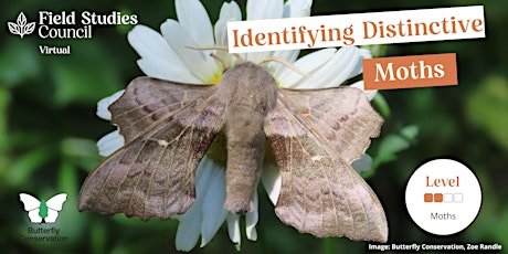 Identifying Distinctive Moths 2023 primary image