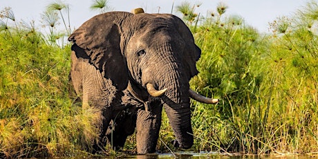 10 Days Best of Uganda Wildlife Safari & Primate Encounter