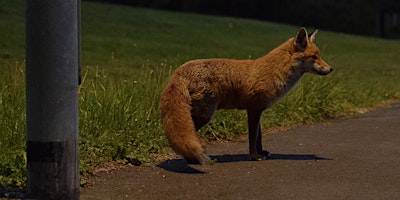 Immagine principale di Nocturnal Nature Walk at Winton Recreation Ground 