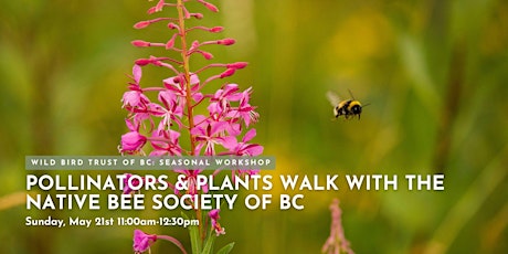 Immagine principale di Pollinators and Plants: Walk and Talk 