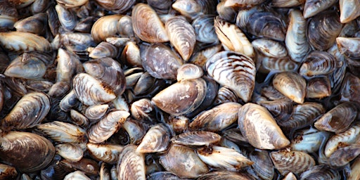 How invasive mussels impact and are affected by North American ecosystems primary image