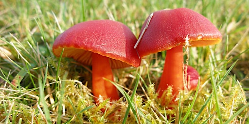 Primaire afbeelding van Fungi Identification for Improvers in the Field