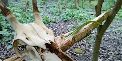 Rawcliffe Park Woodland Community primary image