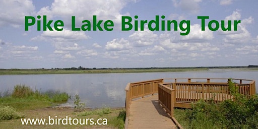 Primaire afbeelding van Pike Lake Birding Tour