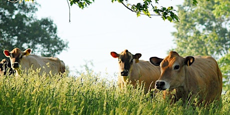 Sunset Picnic with the Cows