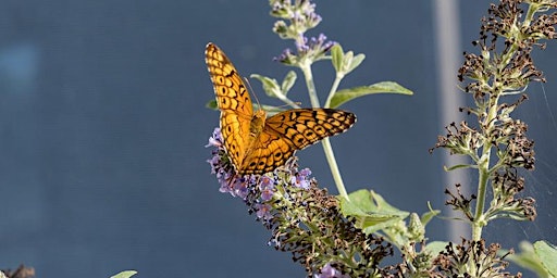 Butterfly Walk at Occoquan Bay NWR with Larry Meade primary image