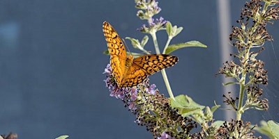 Butterfly Walk at Occoquan Bay NWR with Larry Meade primary image
