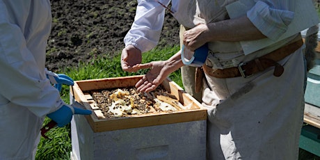 Hauptbild für Hands-On Beginner Beekeeping Course, 2-Days