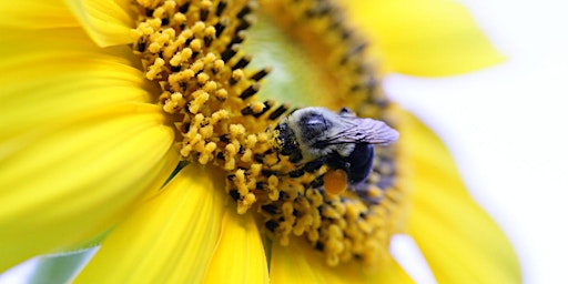 National Pollinator Week Gardening Talks