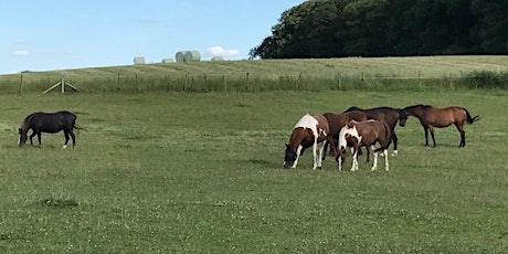 Introduction & refresher - Eagala model of Equine Assisted Psychotherapy primary image