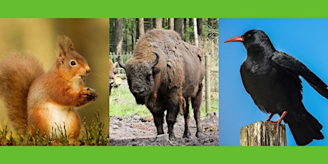 ZOOM talk: Bison Project + Native Species Reintroductions by Wildwood Trust