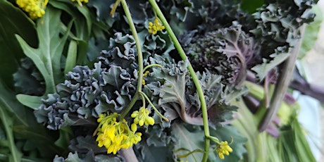 Coastal Urban Spring Foraging Walk: Wild foods and medicine