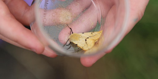 Explore the Landscape: Bats, Moths and Creatures of the Night  primärbild