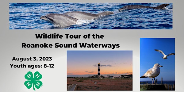 Wildlife Tour of Roanoke Sound Waterways