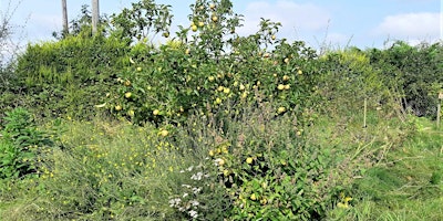 Forest Gardening Talk and Tour primary image