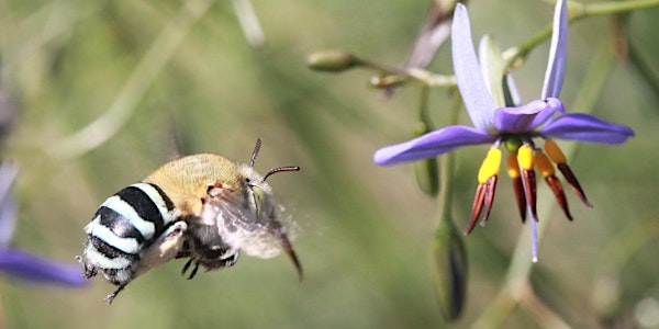 Native Bees In Your Backyard