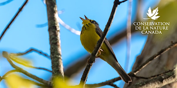 Promenade d’observation des oiseaux des forêts sur l’île Miscou