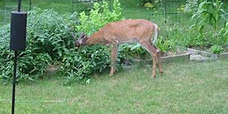 Tips and Tricks for Detering Deer from the Garden