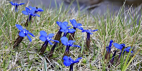 Spring Gentian Walk at a Photographer's Pace primary image