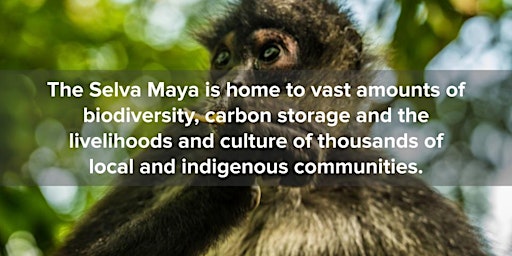 The Selva Maya Conservation Timber Summit