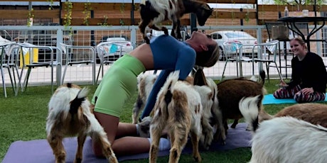 Goat Yoga Houston At Clean Juice Pearland East Sunday June 11th 10AM