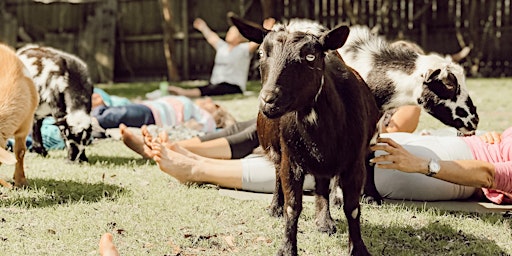 Goat Yoga at Flowertown Charm Farm