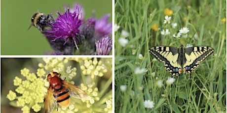 Volunteer Naturalist Immersion Course (VNIC) - Pollinators & Insects