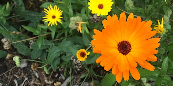 Saving seeds: harvesting, storing and sharing