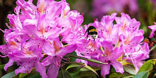 Creative  Writing Workshop: Rhododendrons